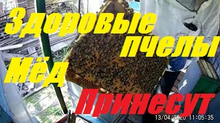 _Больные_ пчелы со слов критиков пчеловодных - весной бурно и мощно развиваются. смотреть онлайн