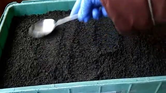 ГЕЛИХРИЗУМ ШЛЕМОВИДНЫЙ. Редкое растение.Сеем. смотреть онлайн