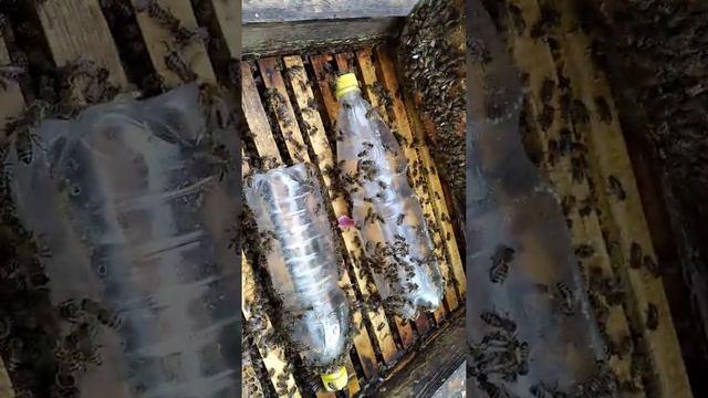 Кормушка из баклашки. Дешево и сердито) смотреть онлайн