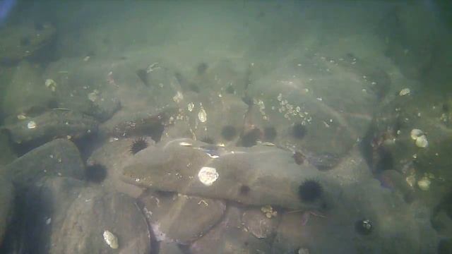 Поле морских ежей. Места обитания морских ежей. Подводные съемки. смотреть онлайн
