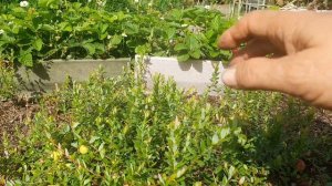 20240811_101148.mp4Как растет клюква.