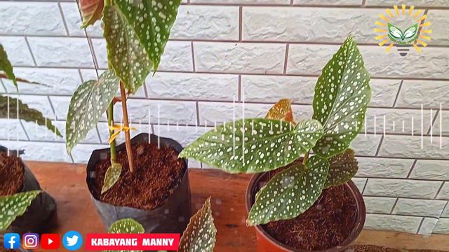 Begonia white wing смотреть онлайн