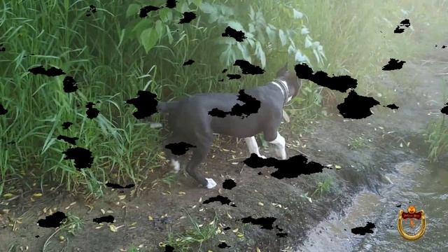 Как правильно приучить собаку к воде?! Реальный опыт! Амстаффы любят воду))) смотреть онлайн