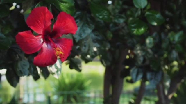 Chinese hibiscus, / China Rose ( জবা ফুল) смотреть онлайн