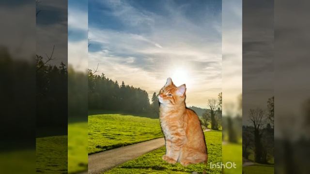 Милый котик мэйкун растет смотреть онлайн