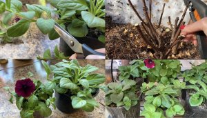 Петуния/ первая прищипка/ весенняя обрезка метельчатой гортензии/ обзор рассады/??