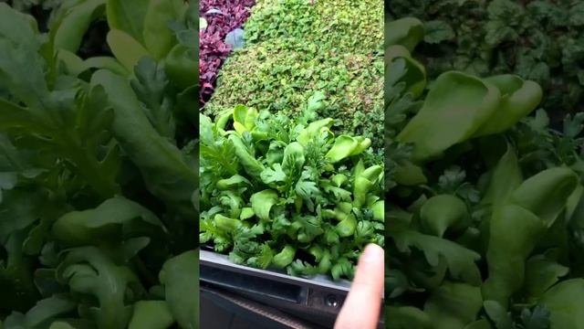 Пробовали хризантему овощную? #бебилиф #хризантема #даогрин #автополив #семена #агровата смотреть онлайн