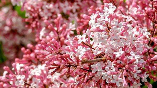 3 САМЫХ НЕПРИХОТЛИВЫХ И КРАСИВЫХ КУСТАРНИКОВ, КОТОРЫЕ МОЖНО ПОСАДИТЬ В САДУ И НА ДАЧЕ! смотреть онлайн