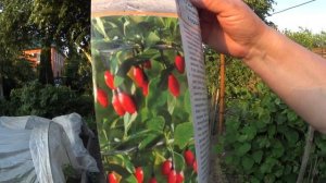 ГОДЖИ ( дереза обыкновенная), сажать или нет, прошу совета.