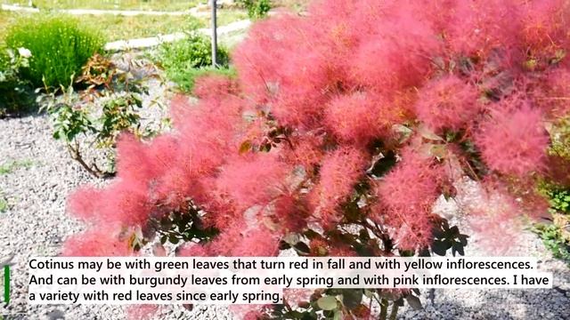 Beauty Bush - Pink Flowering Bush - Smoke Tree смотреть онлайн