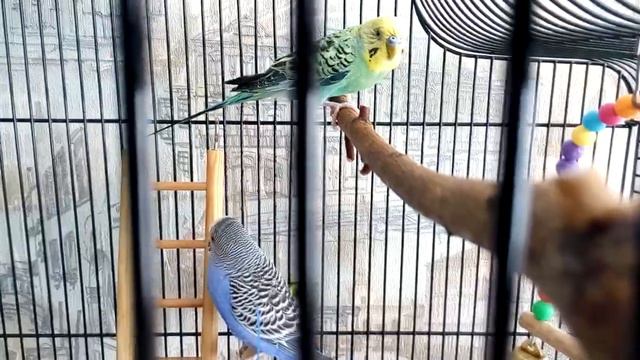 В Петербурге жара, попугаи страдают смотреть онлайн