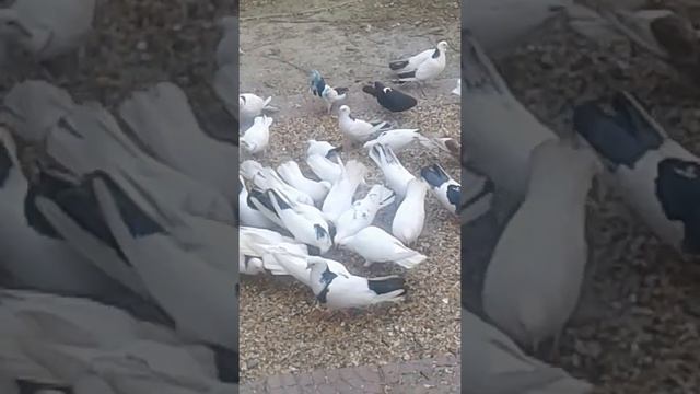 бакинские.г.худат..азербайджан. смотреть онлайн