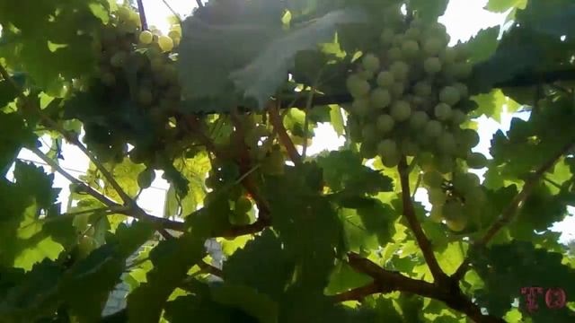 ОБЗОР САДА, АВГУСТ 2017, ВЫРАЩИВАНИЕ ВИНОГРАДА, ЧАСТЬ ПЕРВАЯ смотреть онлайн