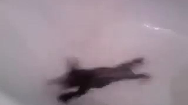 Пушистый котик смотреть онлайн
