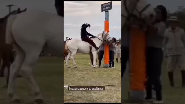 whatsaper_ru_podborka_s_zivotnimi смотреть онлайн