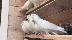 ГАРЕВИЗЫ ГОЛУБИ АРМЯНСКИЕ ПИТОМНИК МАРКА