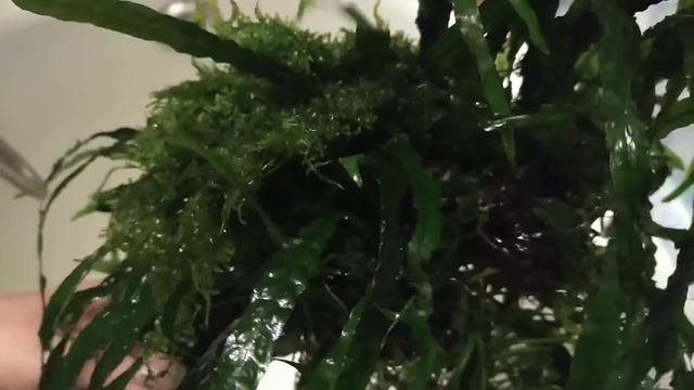 Aquarium Коряга с узколистным Таиландским папоротником и мхом рождественским и Ломариопсисом? смотреть онлайн