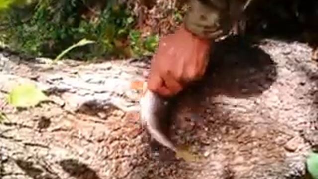 как надо чистить окуня в лесу... смотреть онлайн