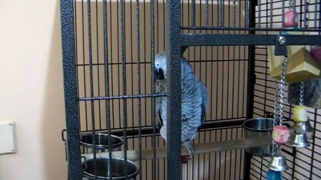 жако куки болтает смотреть онлайн