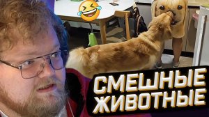 T2x2 СМОТРИТ: Смешные Животные | Funniest Animals - Best Of The Week Funny Dog And Cats  // РЕАКЦИЯ