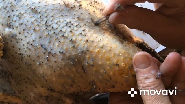 Ошипывания разных по цвету мускусных уток !