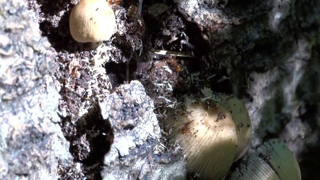 Навозник мерцающий (Coprinellus micaceus) смотреть онлайн