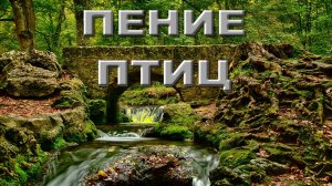 ПЕНИЕ ПТИЦ В ЛЕСУ ДЛЯ СНА. .Снимает стресс, укрепляет нервную систему.Хороший сон.