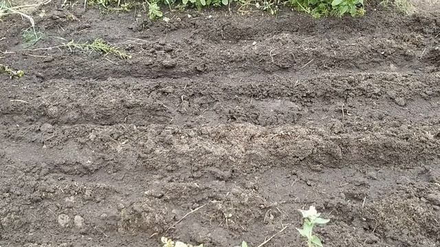 ☼Посев семян укропа (замачивание двумя способами).Результат. смотреть онлайн