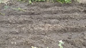 ☼Посев семян укропа (замачивание двумя способами).Результат.