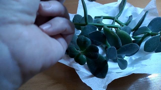 Черенки денежного дерева. Размножение и уход за денежным деревом смотреть онлайн