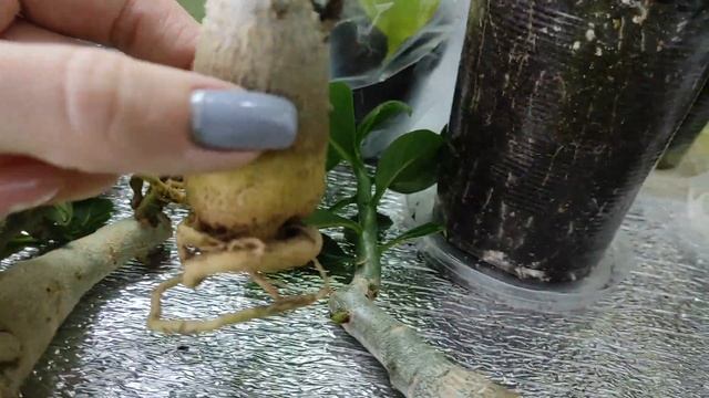 УРВАЛА ПОЧТИ БЕСПЛАТНО Новые подвои адениума ОБЗОР #адениум #adenium смотреть онлайн