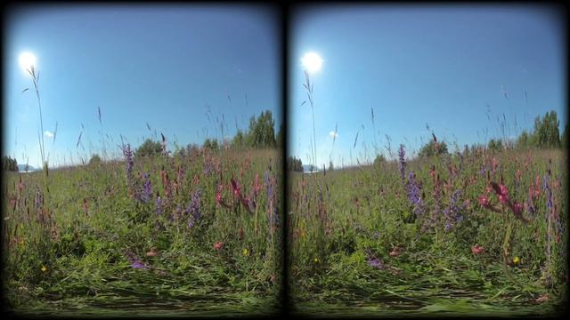 VR180 flowers and bees смотреть онлайн