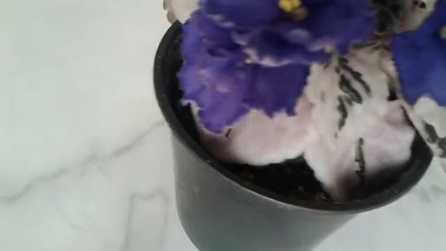 African violet Optimara Modesty смотреть онлайн