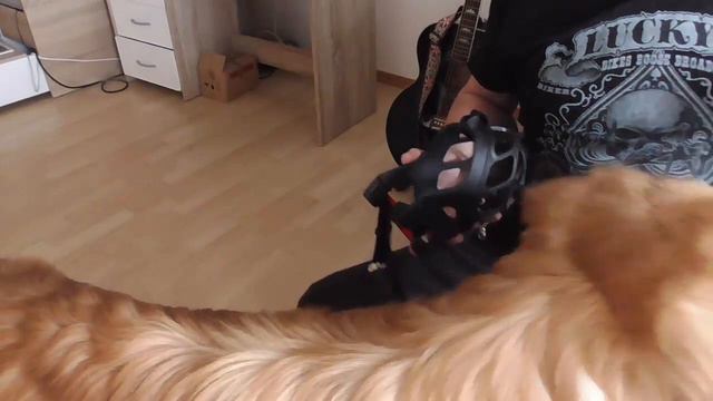 6. Приручаем зверюгу к наморднику (шаг первый) смотреть онлайн