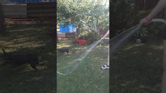 цвергпинчер Робин смотреть онлайн