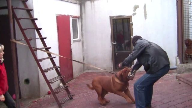 Охрана Питомник бордоских догов «Perle de France» http://perl.petsinform.com/ смотреть онлайн