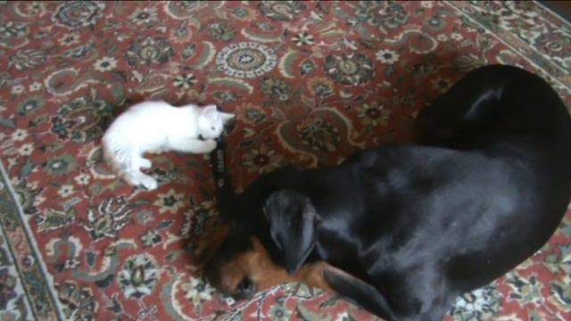 A new doberman смотреть онлайн