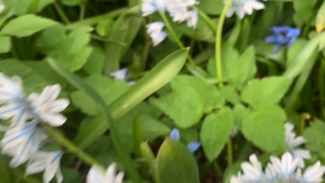 Первый букетик из пушкинии! Немного об этом замечательном цветке смотреть онлайн