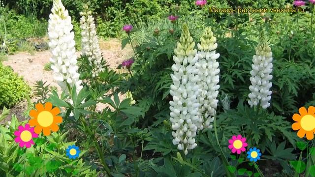 Люпин рассела Фрейлин. Краткий обзор, описание характеристик, где купить lupinus russell Fräulein смотреть онлайн
