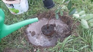 Посадка ирги канадской