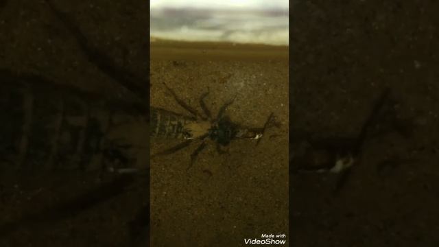 Ты не ты, когда у тебя отбирают еду! Дозорщик-император и мраморный таракан смотреть онлайн