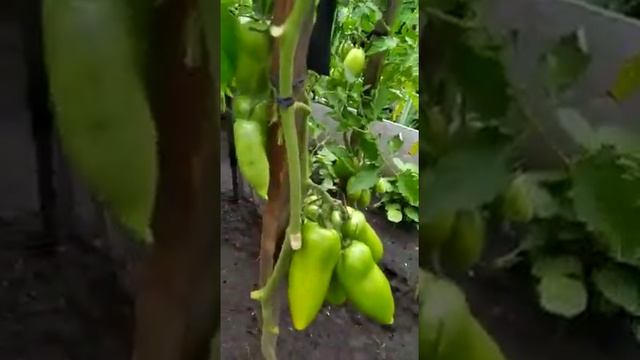Итальянский томат Корнабель смотреть онлайн