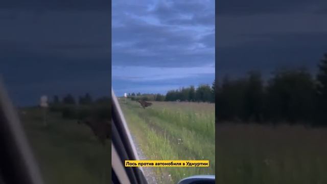 Лось взлетел после встречи с автомобилем смотреть онлайн