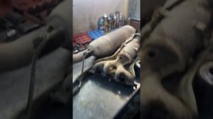 удаление катализатора Тойота Каролла 2007г. Ижевск