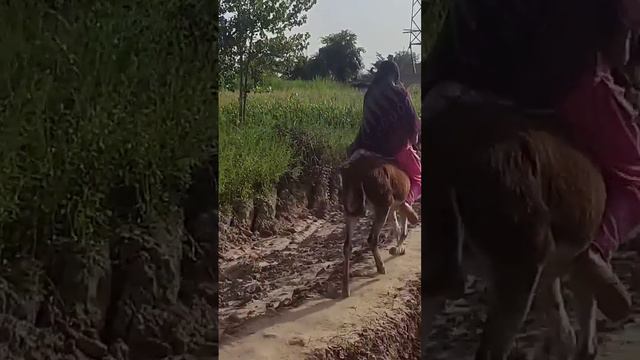 Donkey riding in high speed _ full vlog on channel #desertwomendailyroutine #mum смотреть онлайн