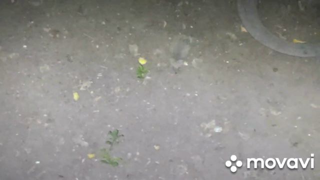 2022 09 РК г Павлодар Ёжик и Компания !! 4 !! смотреть онлайн