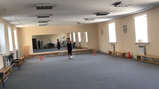 Танцы с собаками Dog dance Тимошина Светлана & Тимона Терр Танец "Ламбада" Прокат 24.03.2020 г. смотреть онлайн