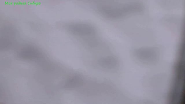 Гусь сбежал из шалаша, а обратно не может зайти. Все гуси вышли гулять на улице! смотреть онлайн