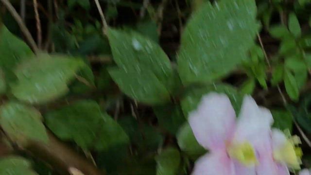 Clématite des montagnes 'Clematis montana Mayleen' Le vertige vanillé смотреть онлайн