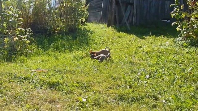 Русский той-терьер на природе Russian toy- terrier смотреть онлайн
